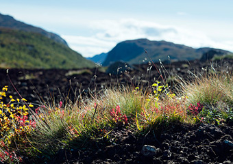 Patch of soil with plants